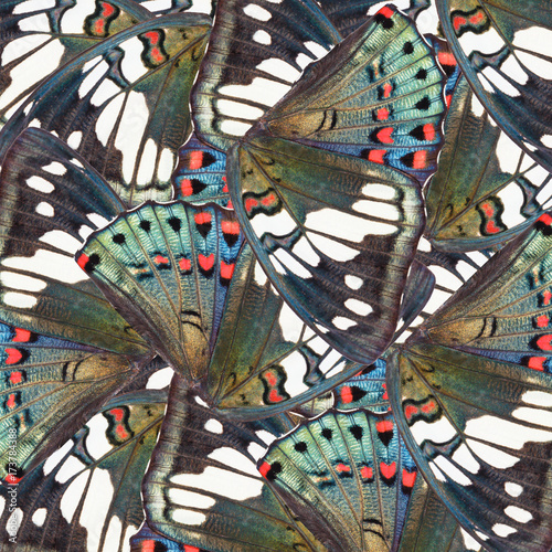 Photography Seamless pattern made from colorful butterfly wing for background texture