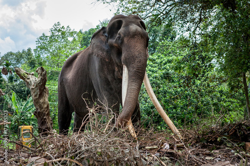 Huge male elephant with very long tusk in Sri Lanka photo