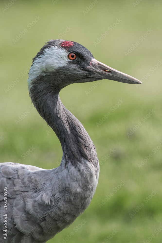 three quarter length close up profile portrait of a common crane with a tree background and in upright vertical format