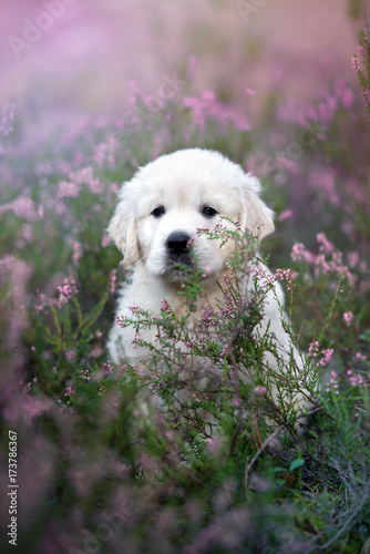 Fototapeta Naklejka Na Ścianę i Meble -  golden retriever puppy sitting on a heath field