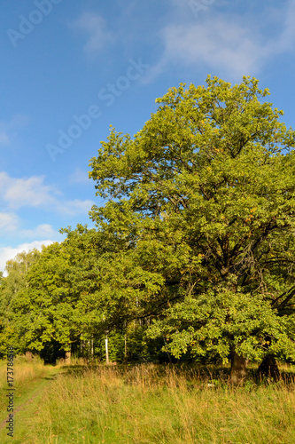 Oak trees in the forest. Sunny day. Blue sky