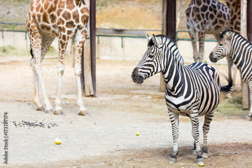 Zebras and girrafes standing in the zoo photo