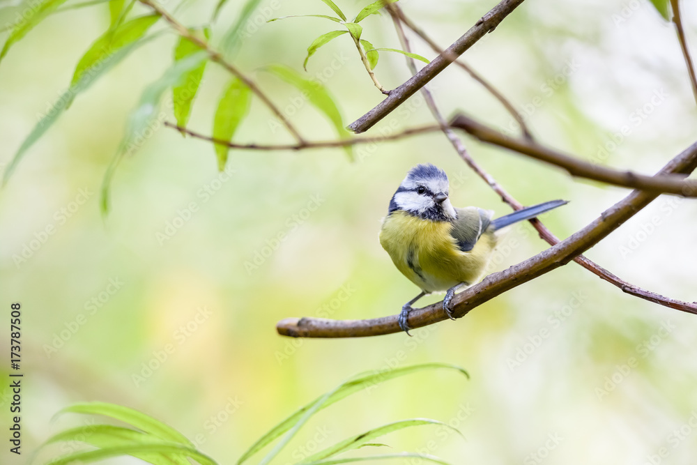 Obraz premium coal tit