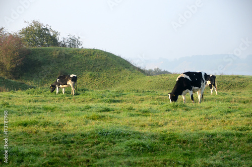 Grazing black and white cattle seen grazing in a sloped landscape.