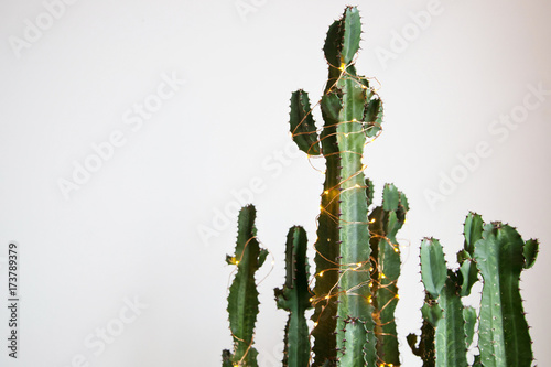 Cactus wrapped in a string of lights photo