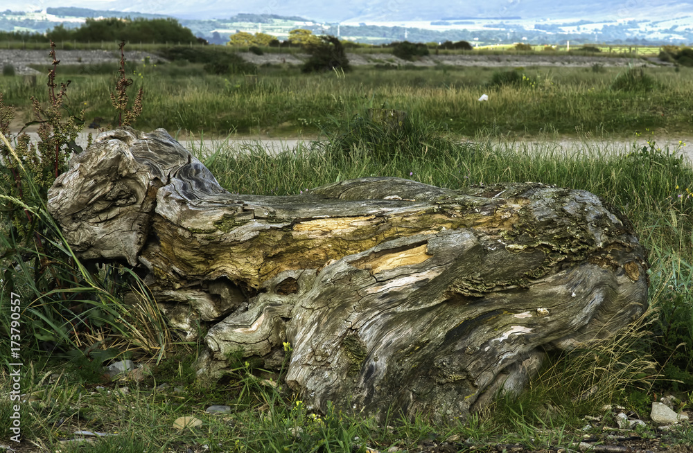 Drift Wood T-Rex Sleeping Drift Wood T-Rex Sleeping