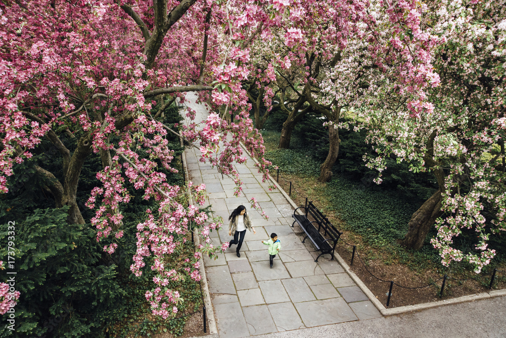Asian family, wakling under crabapple blossoms in spring Asian family, wakling under crabapple blossoms in spring