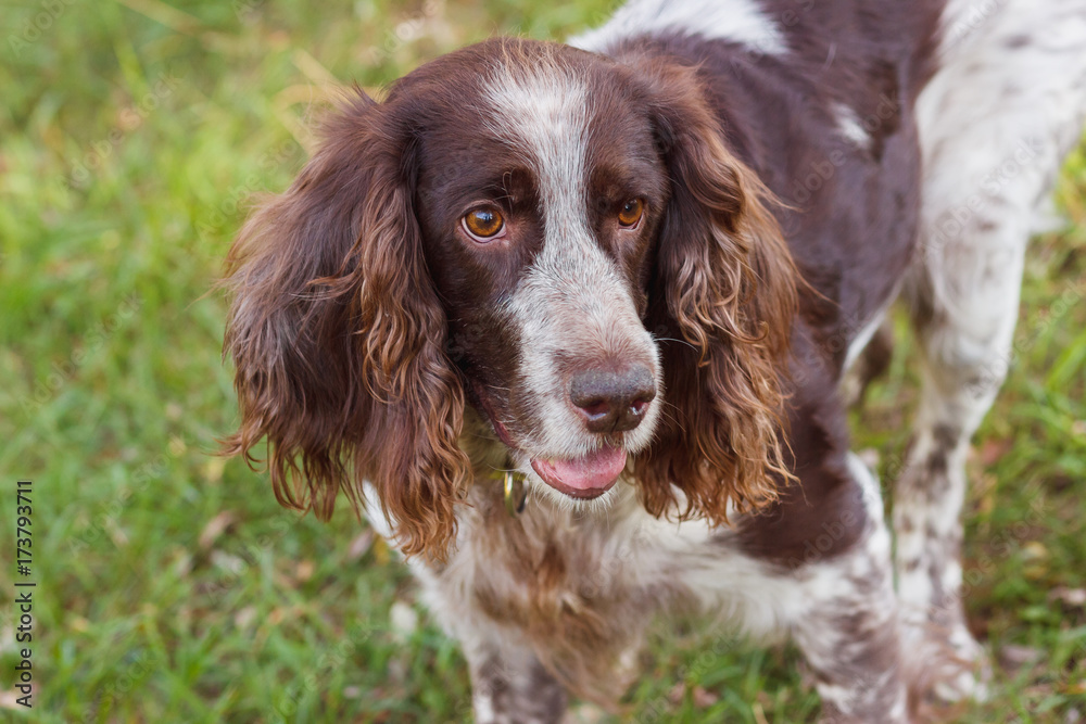 Brown spotted russian spaniel in the forest