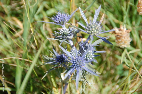 Vacation Photos Lago di Garda 2017