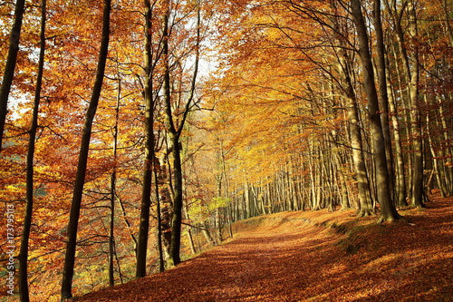 Herbstwald © rugia50