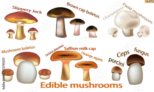Mushrooms icon. Set edible mushrooms. Edible fungus. Vector illustration to culinary sites or cookbook, vegetarian menu, kitchen interior design.