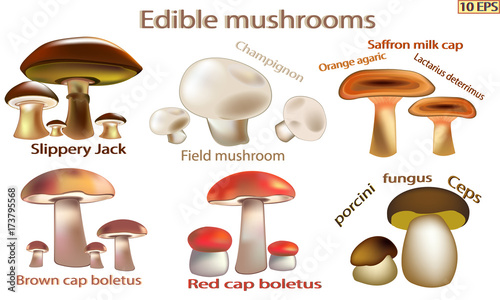 Mushrooms icon. Set edible mushrooms. Edible fungus. Vector illustration to culinary sites or cookbook, vegetarian menu, kitchen interior design.