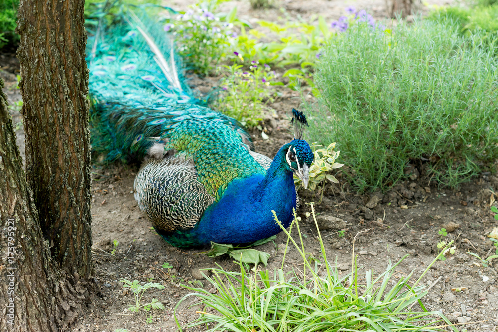 Fototapeta premium A handsome, proud male peacock walks through the summer park.