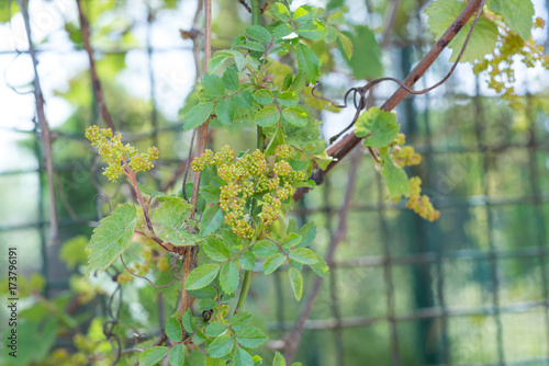 Young inflorescence of grapes on the vine close-up. Grape vine with young leaves and buds blooming on a grape vine in the vineyard. Spring buds sprouting. photo