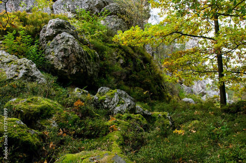 Felsen mit Moos und Baum mit Blätter im Bayerischen Wald