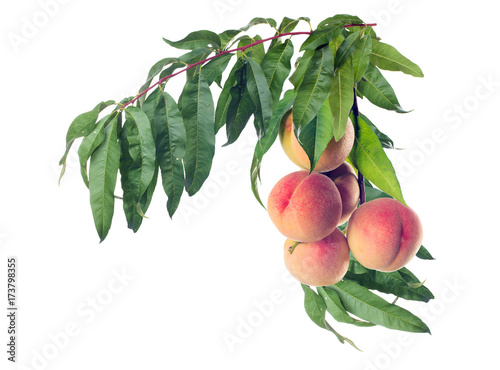 Branch with peaches. Isolated