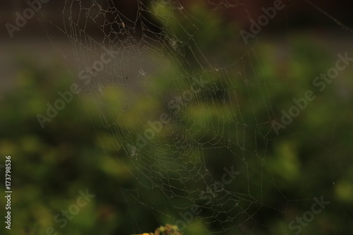 raindrops on a cobweb