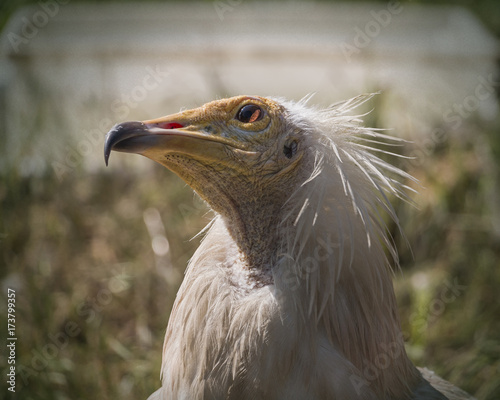 head of a thoughtful bird of prey covered in white feathers
