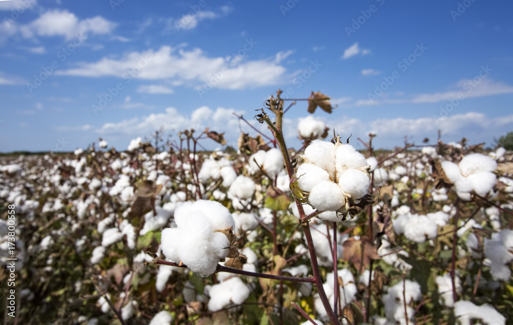 Cotton Field