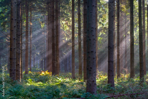 Sun rays in a pine forest in early morning