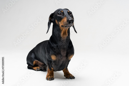 A dog (puppy) of the dachshund male breed, black and tan on a gray background