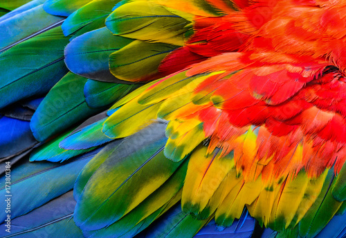 Close up of Scarlet macaw bird's feathers, exotic nature background and texture.