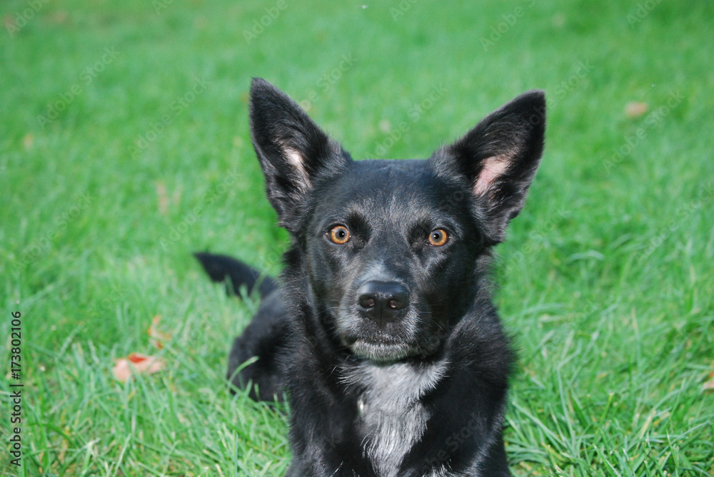 Black Dog on Lawn