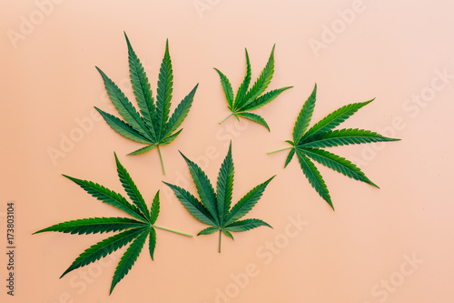green marijuana leaves on orange background