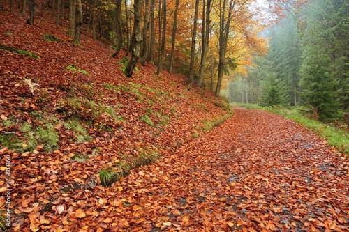 Autumn road with leaves
