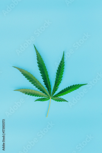 green marijuana leaf on blue background