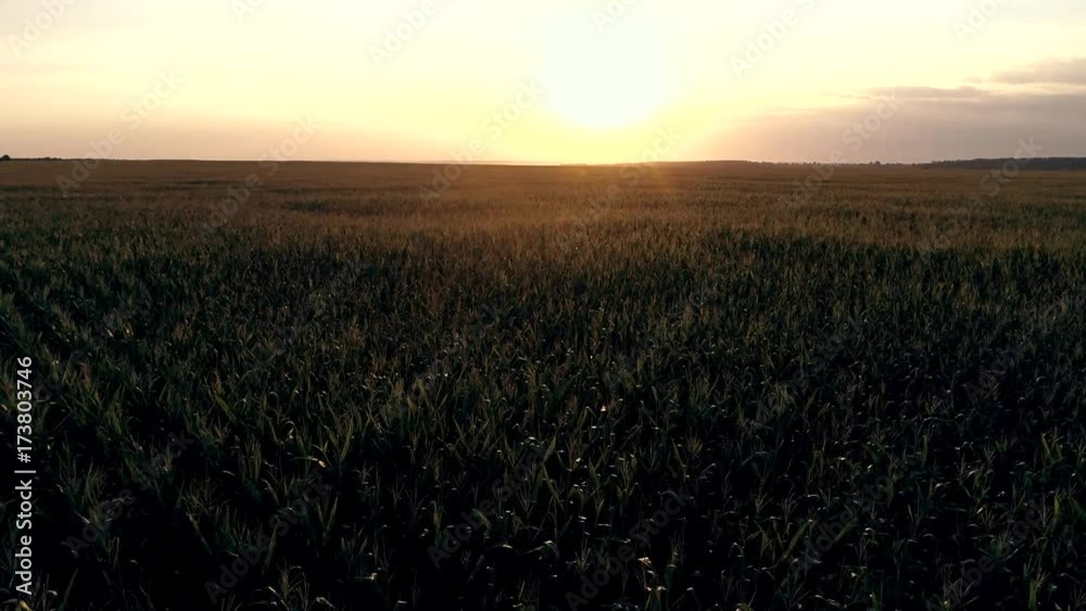 Corn field with bird's eye view at sunset. Aerial photography of corn Corn field with bird's eye view at sunset. Aerial photography of corn