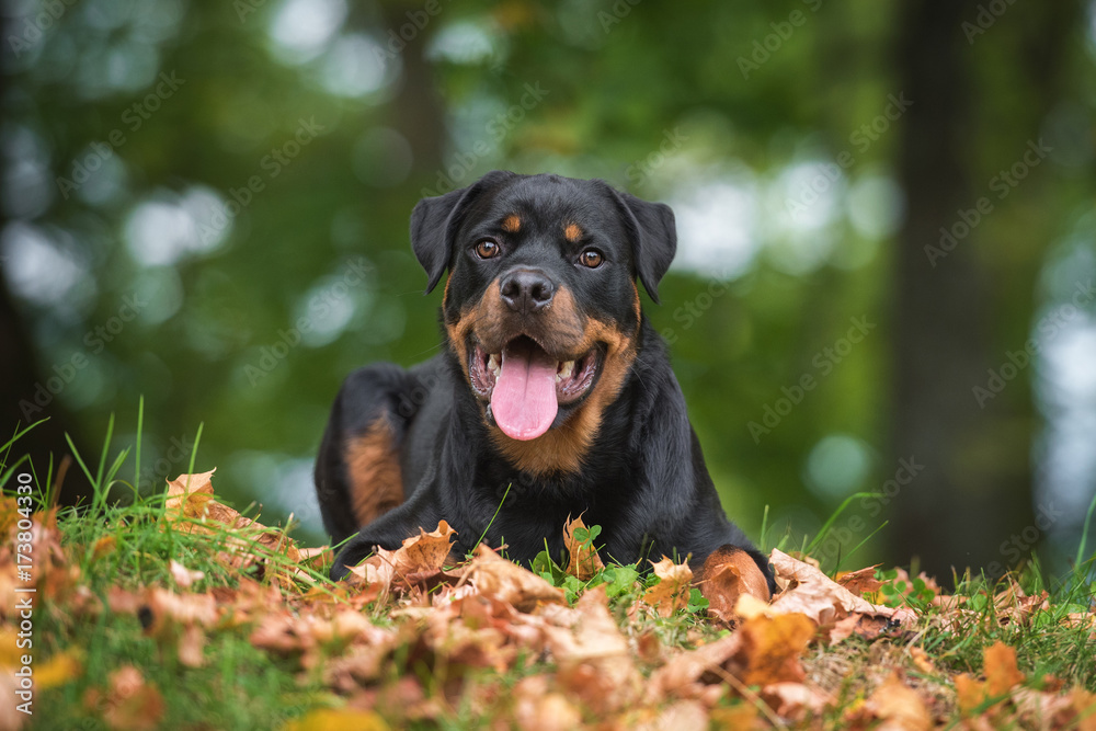 Rottweiler dog in autumn