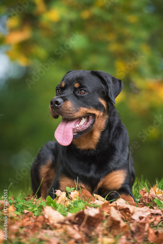 Rottweiler dog in autumn © Rita Kochmarjova