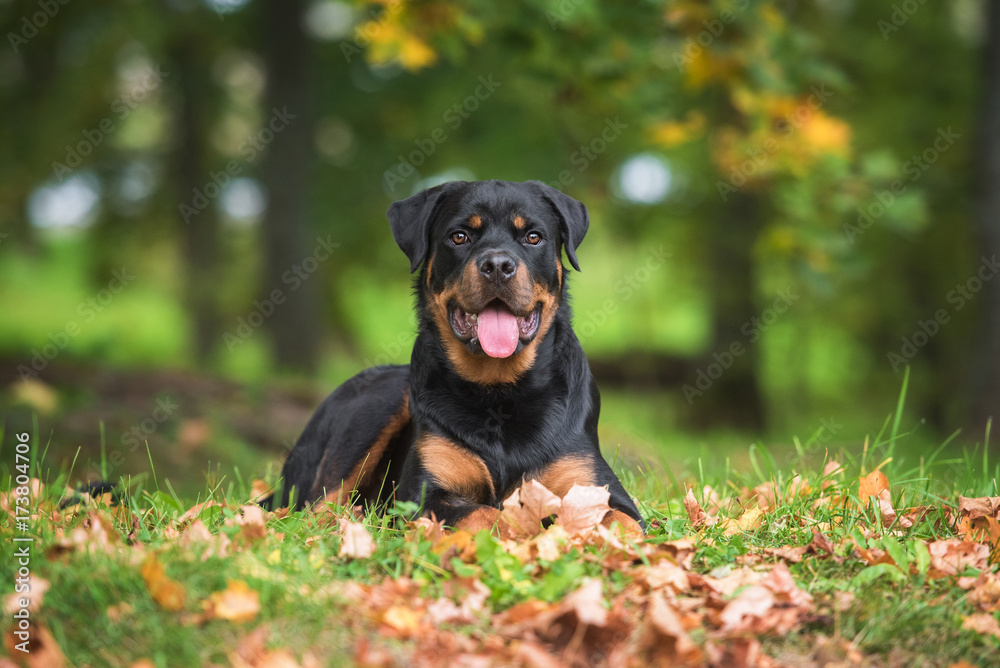 Rottweiler dog in autumn