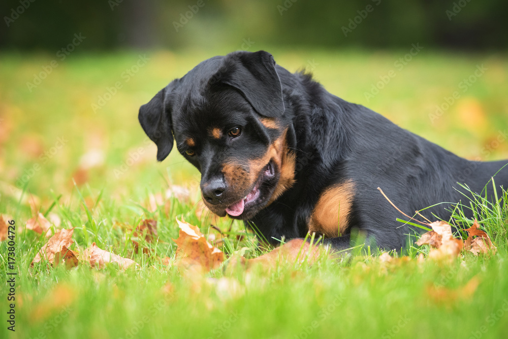 Funny rottweiler dog playing with leaves in autumn