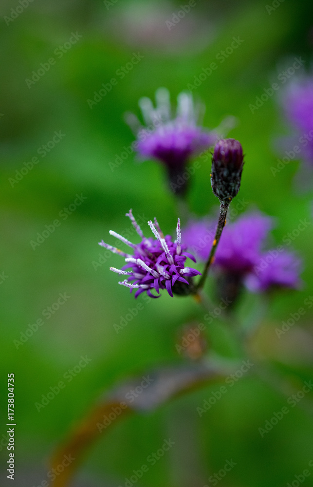 Ironweed Ironweed