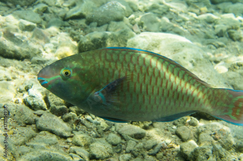 Fish parrot at the rocky bottom. Rainbow parrotfish (Scarus guacamaya)