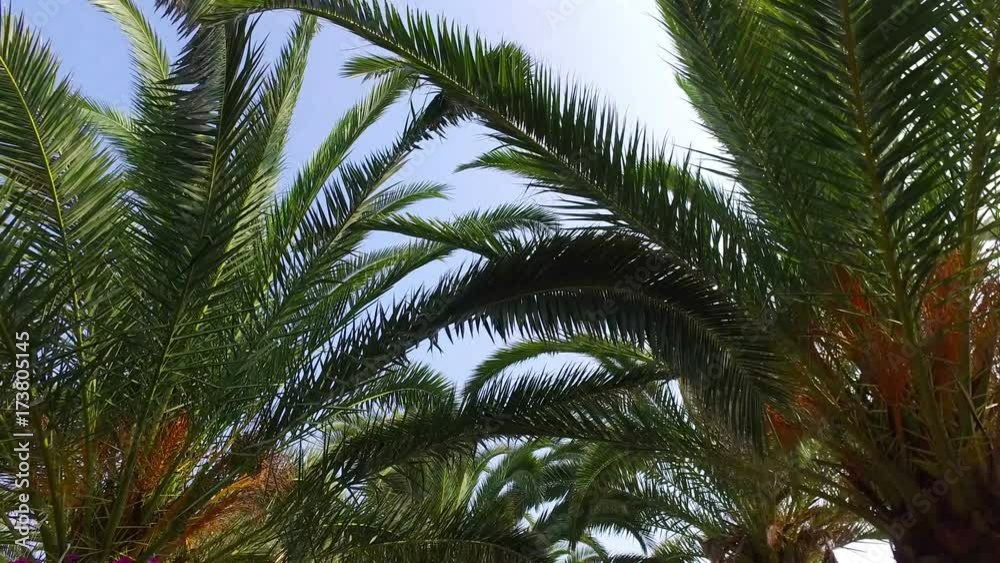 Pov moving under palm trees on the beautiful tropical island Pov moving under palm trees on the beautiful tropical island
