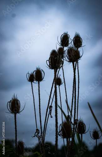 Teasel