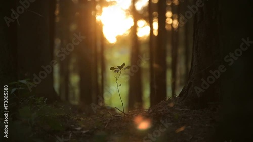 plantleat sprout or small little tree in the magic forest