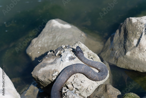 sunbathing snake on the rocks on a sunny day