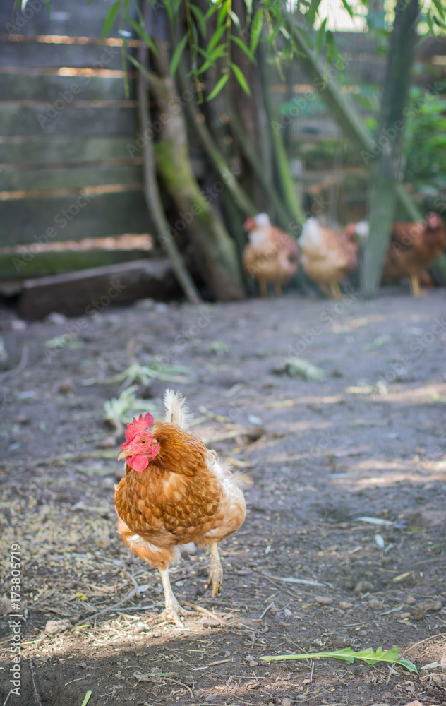 Fototapeta premium Chicken walking on the farm
