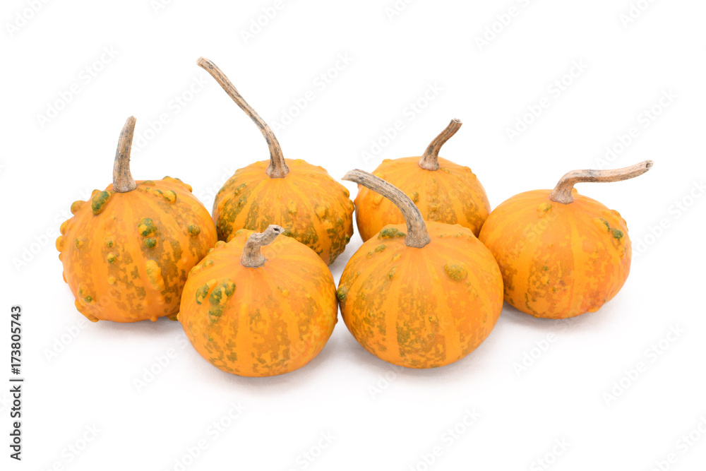 Group of six small round warty ornamental gourds Group of six small round warty ornamental gourds