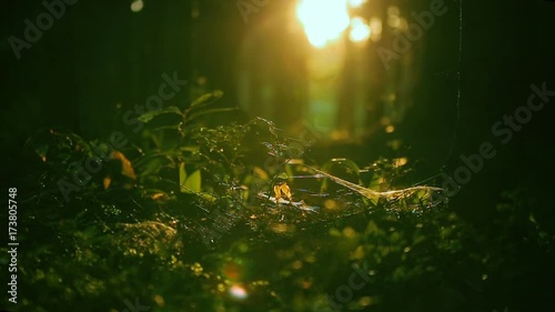 magic forest, sun playing in the grass, insects swarming in the grass