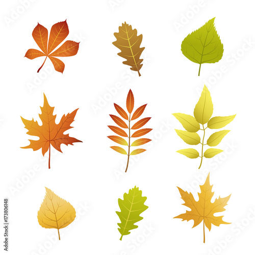 9 images of autumn leaves