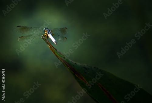 Dragonfly