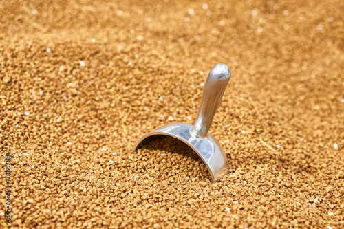 Metal scoop in buckwheat in store in the basket.
