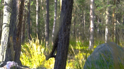 Black fur caucasus squirell funny eating seeds in autumn pine forest on background wild nature animal thematic photo