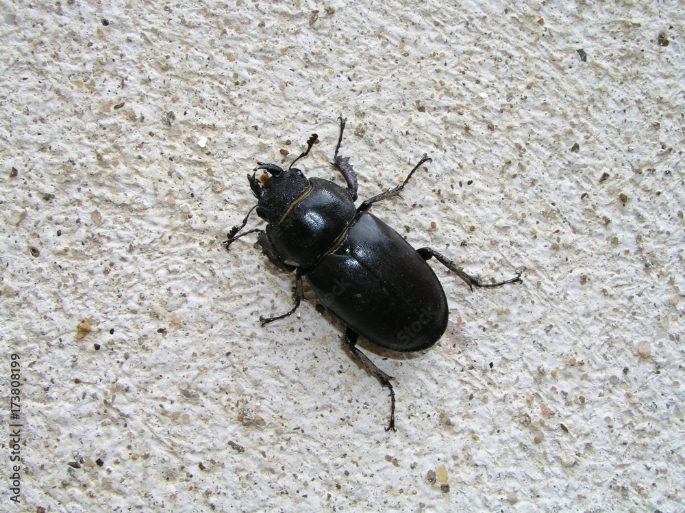 beetle beetle