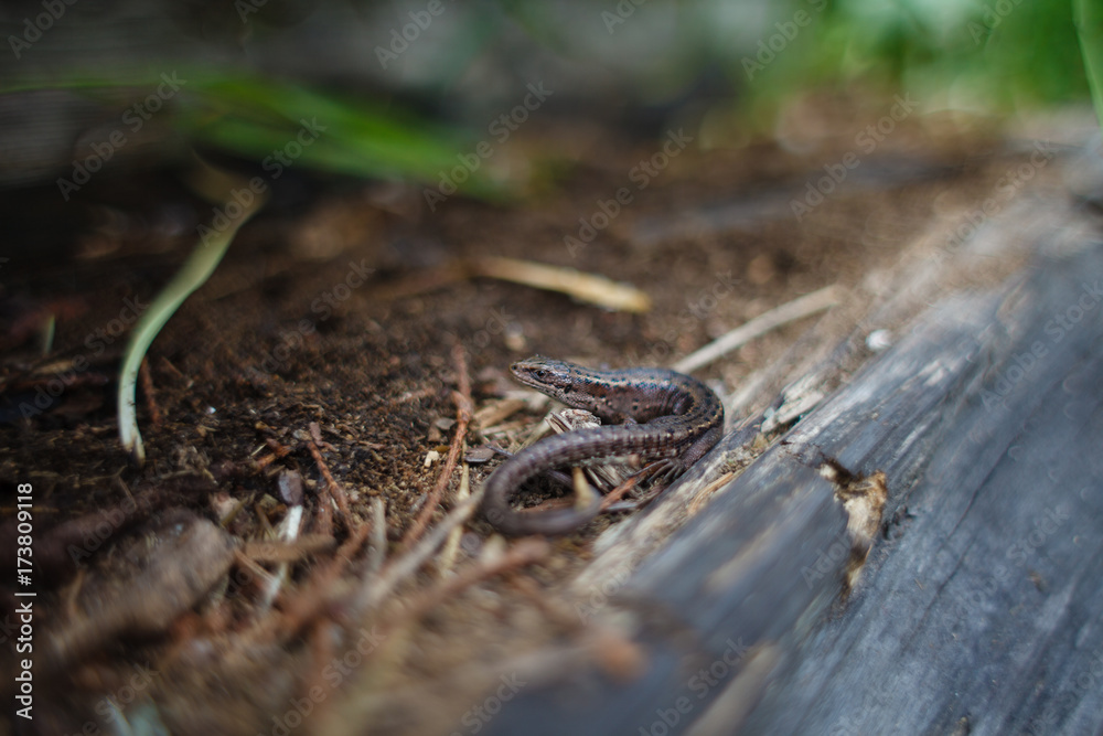 Fototapeta premium Viviparous lizard in the northern forest. Zootoca vivipara